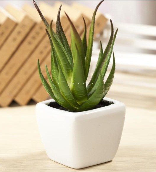 辦公桌蘆薈 辦公桌蘆薈